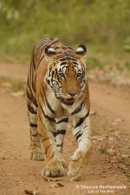 tiger, kanha