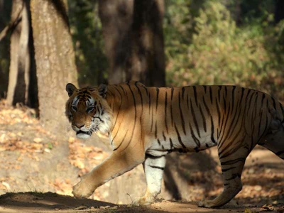 tiger safaris, kanha