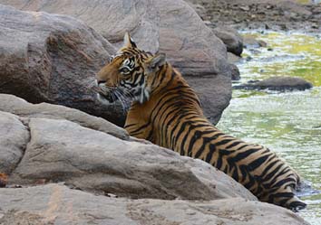 tiger, tadoba