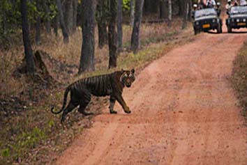 tiger safaris