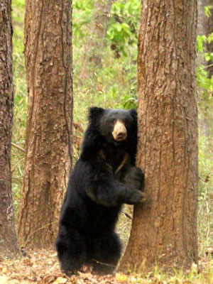 kanha national park