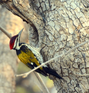 satpura national park