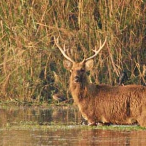Barasingha, Dudhwa National Park, Kishanpur Wildlife Sanctuary, Katarniaghat Wildlife Sanctuary