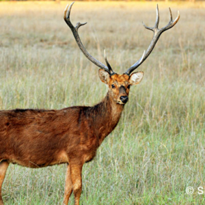 "Barasingha", Kanha National Park
