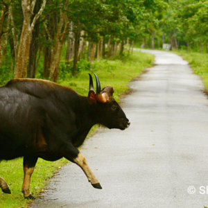 Gaur, Bandhavgarh National Park