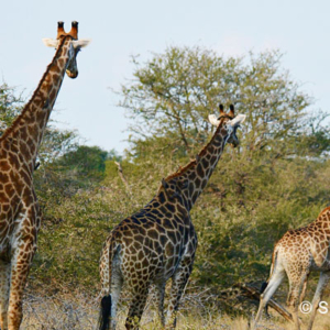 Giraffe, Tanzania