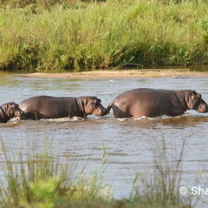 Hippopotamus, Kenya