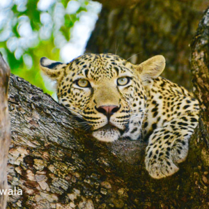 Leopard, Kruger National Park, South Africa