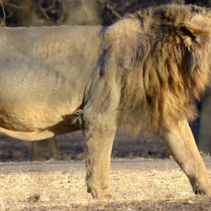 Asiatic Lion, Gir National Park