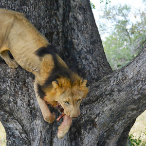 Lion, Kruger National Park, South Africa