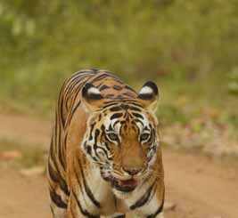 tiger, kanha