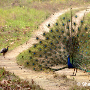 Peacock, Bandhavgarh National Park