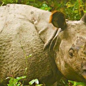 one horned rhino, kaziranga national park