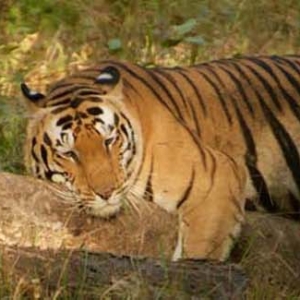 tiger, kanha national park, kanha tiger reserve, mukki, kisli, kanha