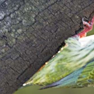 satpura national park