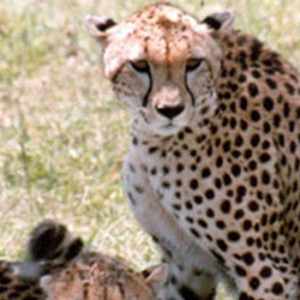 kenya, african safaris, luxury safaris