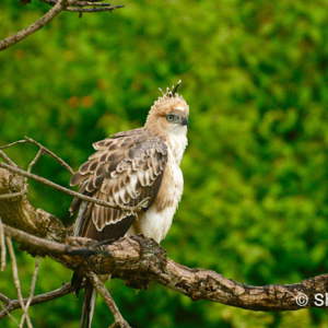 Crested Hawk Eagle, Bandhavgarh National Park