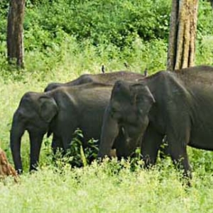 Jim Corbett National Park