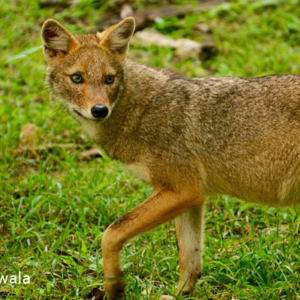 Jackal, Pench National Park
