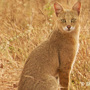 Jungle Cat, Pench National Park