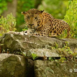Leopard, Kabini