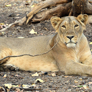 Asiatic Lion, Gir National Park