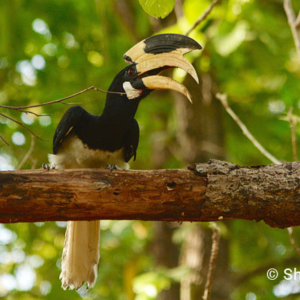 Malabar Pied Hornbill, Kanha National Park