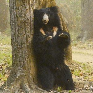 Sloth Bear, Kanha National Park