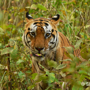 Tiger, Kanha National Park