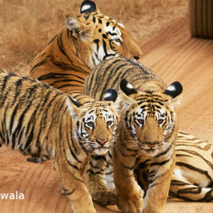 Tiger with cubs, Tadoba National Park