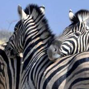 tanzania, luxury safari