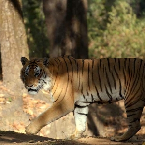 tiger safaris, kanha