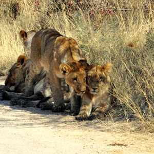 african safari, namibia, botswana
