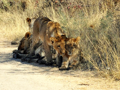 african safari, namibia, botswana