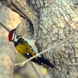satpura national park