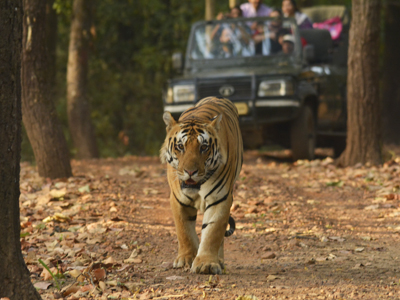 indian safaris, luxury indian safaris