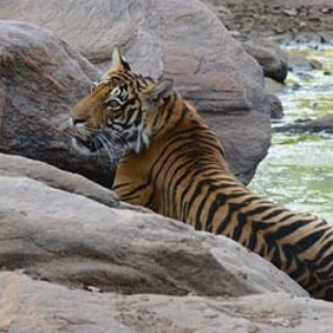 tiger, tadoba