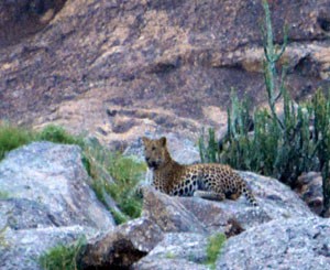 bera, jawai