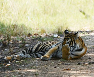 kanha, tiger