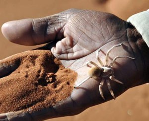 namibia, african safari