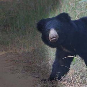 satpura national park, satpura tiger reserve, reni pani