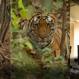 Taj Safaris, luxury safaris india