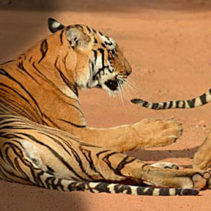 tadoba national park, tadoba- Gandhari tiger reserve, bamboo forest safari lodge, tiger, kolara