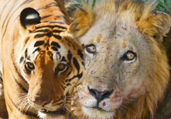 Indian & African Safari Information