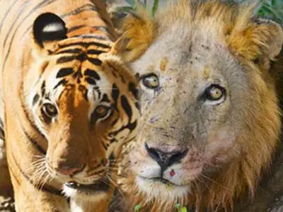 Indian & African Safari Information