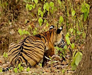 tiger, kanha, safaris