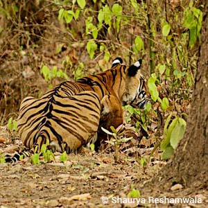tiger, kanha, safaris