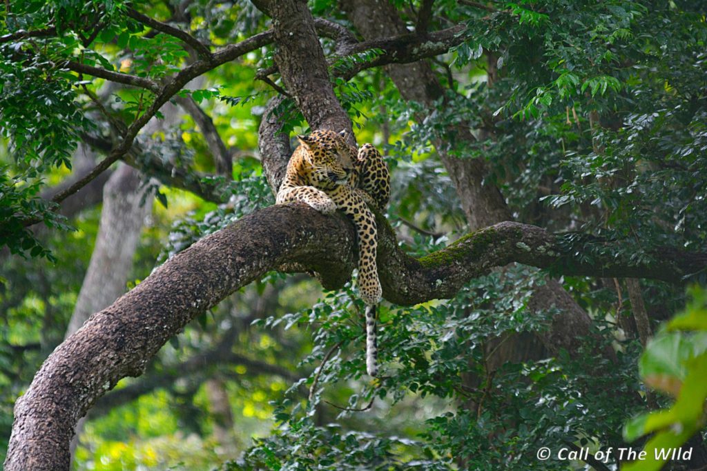 Tadoba, Nagarhole, Ranthambore