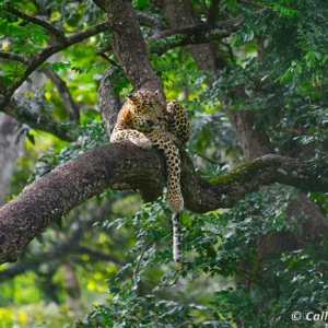 Tadoba, Nagarhole, Ranthambore