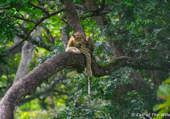 Tadoba, Nagarhole, Ranthambore